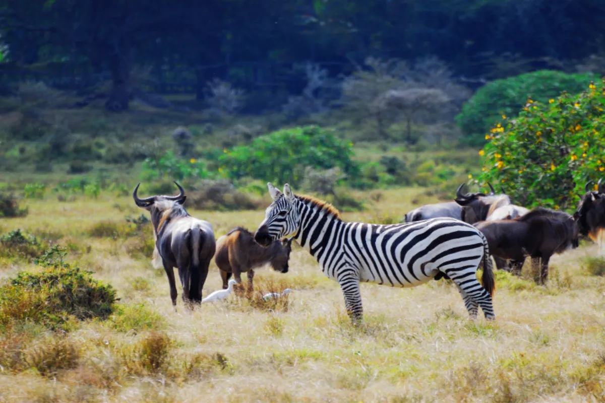 Waterfalls & Wildlife